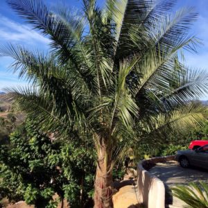 Palm Tree