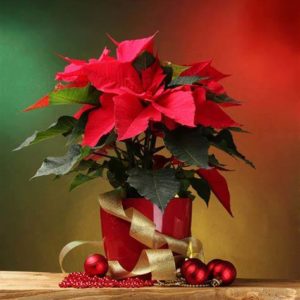 poinsetta plan with gold ribbon