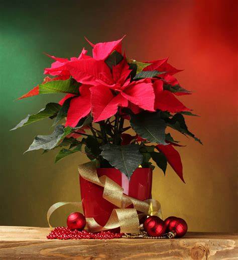 poinsetta plan with gold ribbon